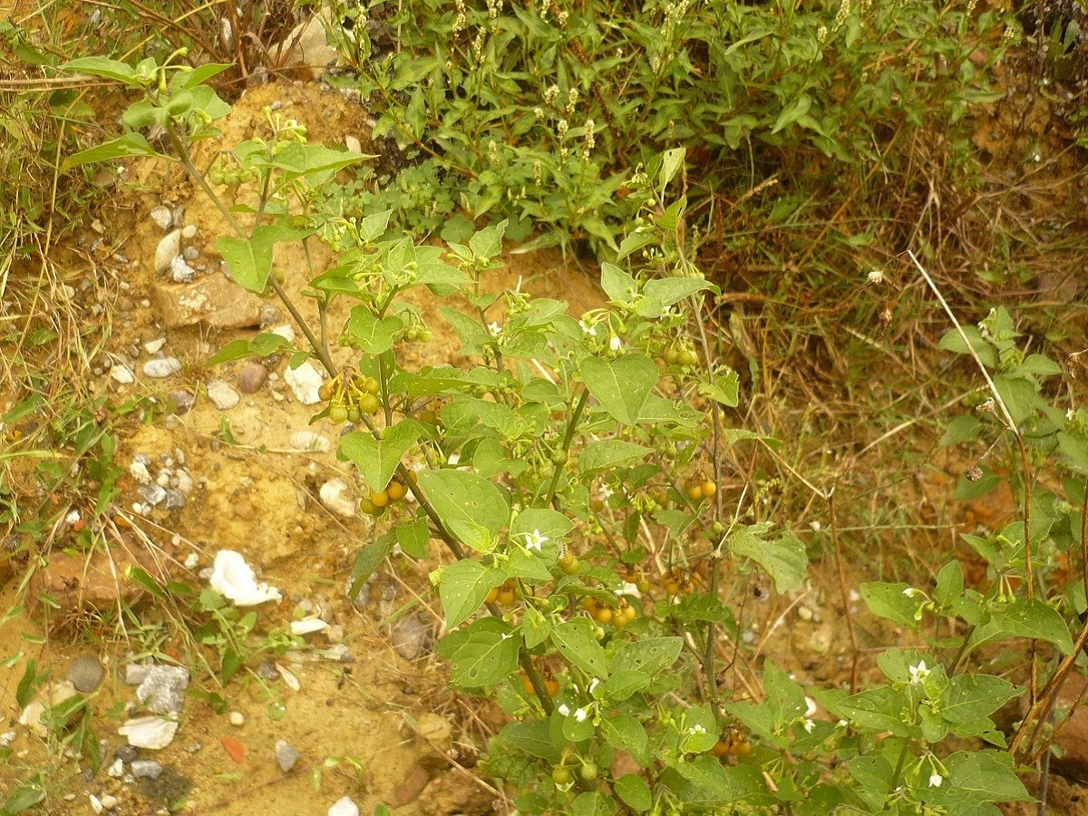 Solanum villosum subsp. miniatum (Solanaceae)